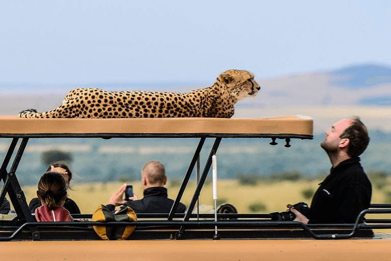 A cheetah strikes a languid pose atop a safari jeep